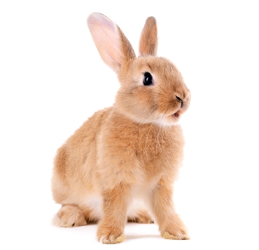 Picture for category Rabbit